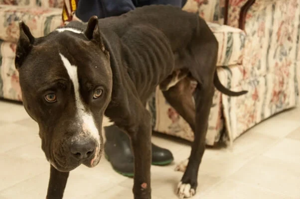 Antes: cão preto com faixa branca no rosto, muito magro