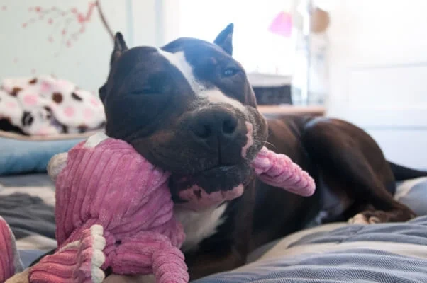 Depois: o mesmo cão descansando com um brinquedo rosa