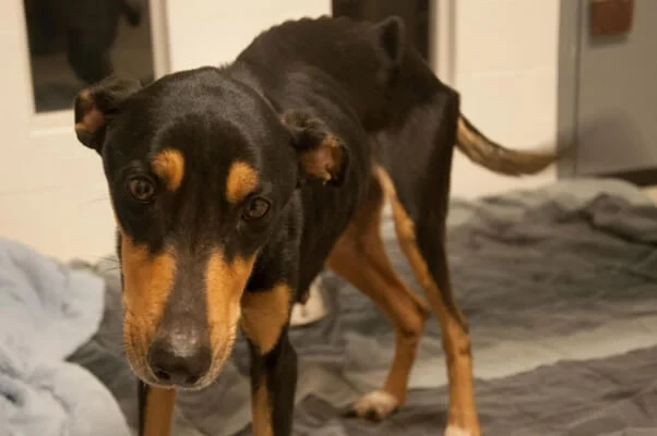 Antes: cão preto e caramelo muito magro