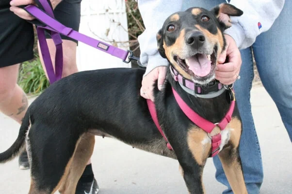 Depois: o mesmo cão recuperado, usando peitoral rosa